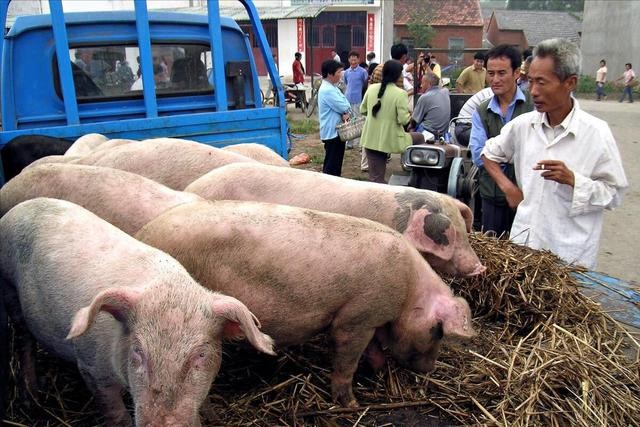 中国养猪网双胞胎共建栏目