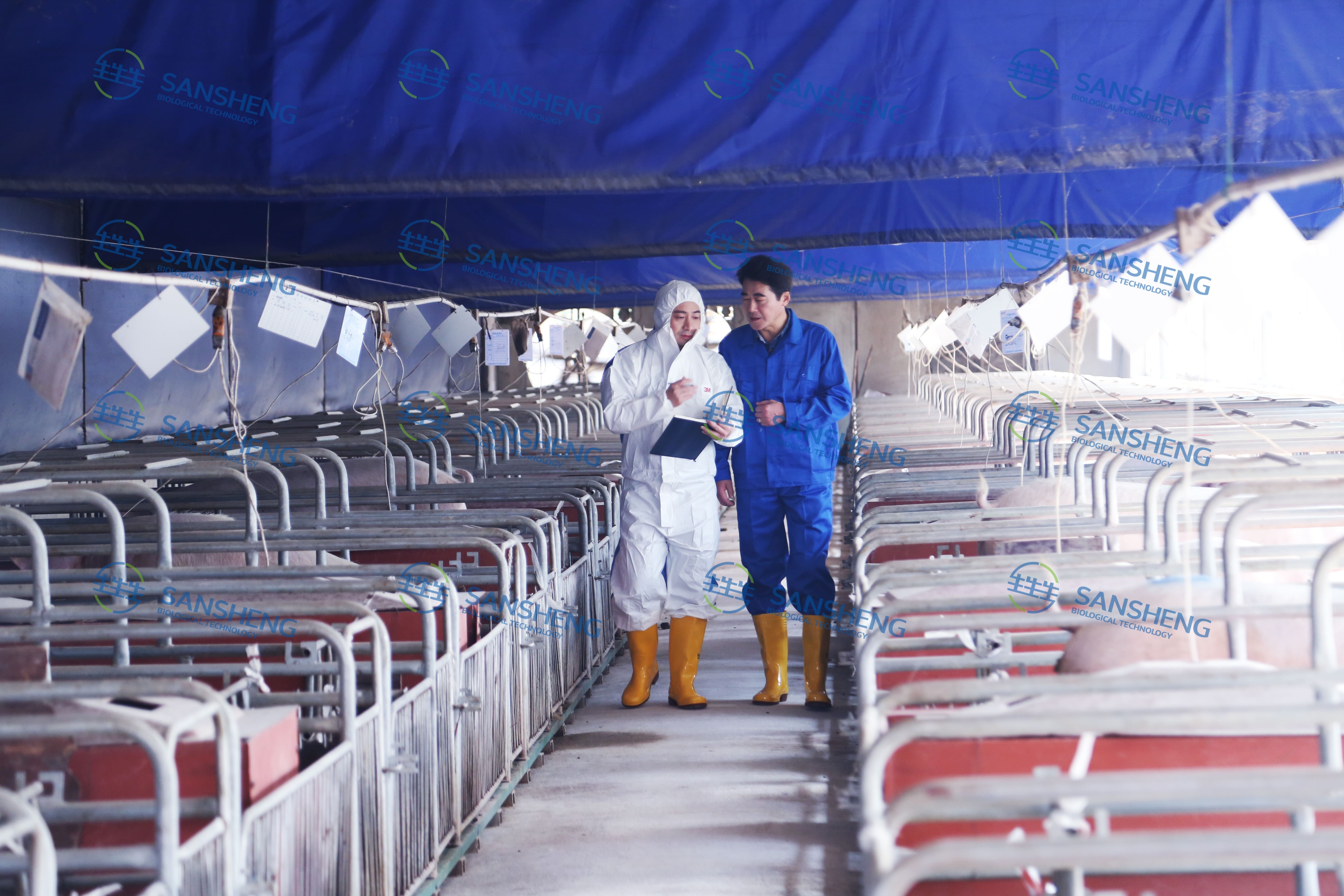 1774317090694456.jpg 猪场照片 (1).jpg