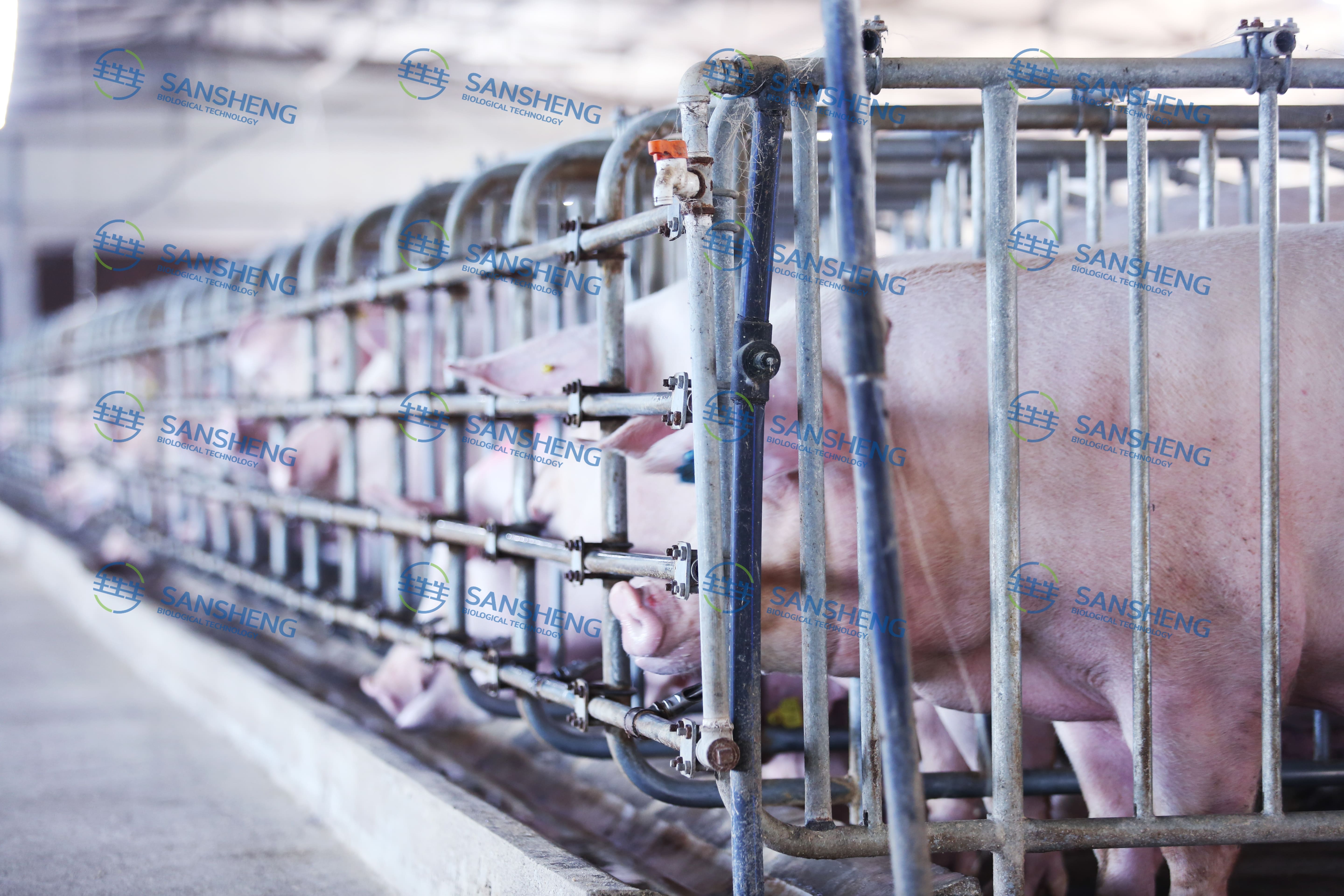 1774317780958544.jpg 猪场照片 (3).jpg