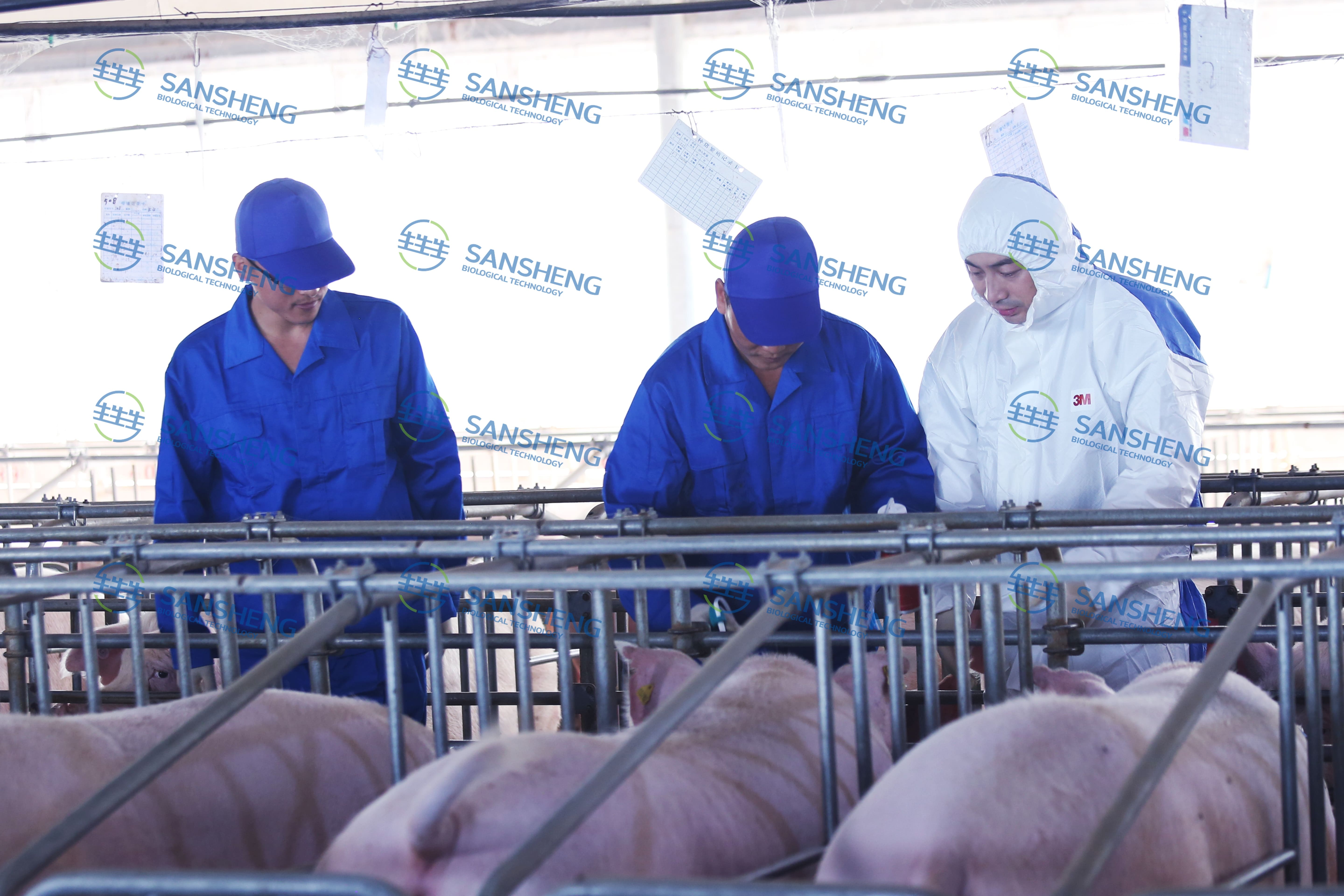 1774317827280095.jpg 猪场照片 (4).jpg