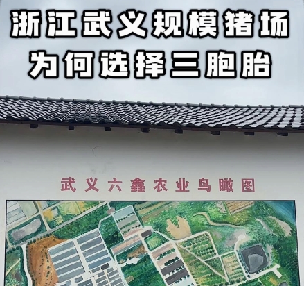 中国养猪网双胞胎共建栏目