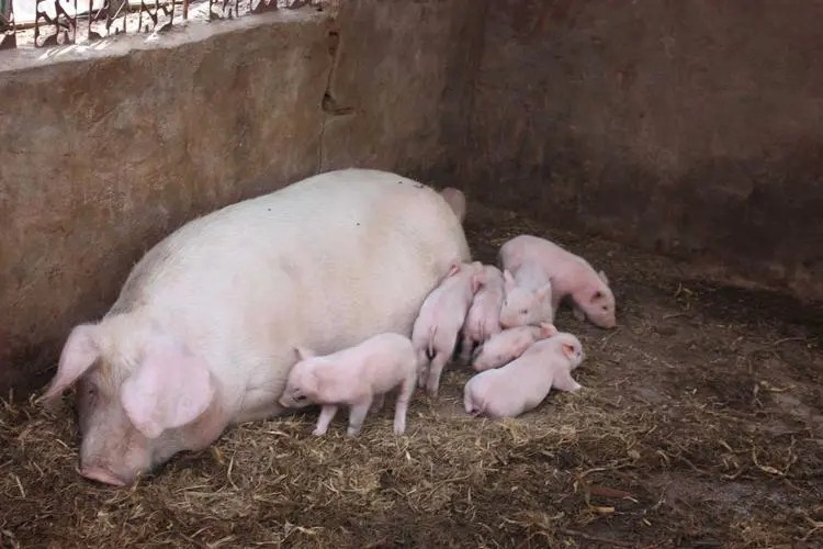 中国养猪网双胞胎共建栏目