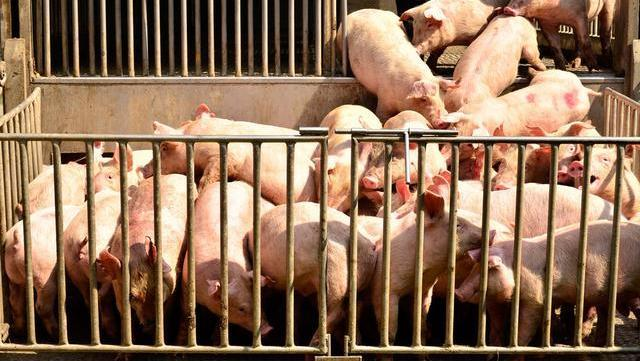 中国养猪网双胞胎共建栏目