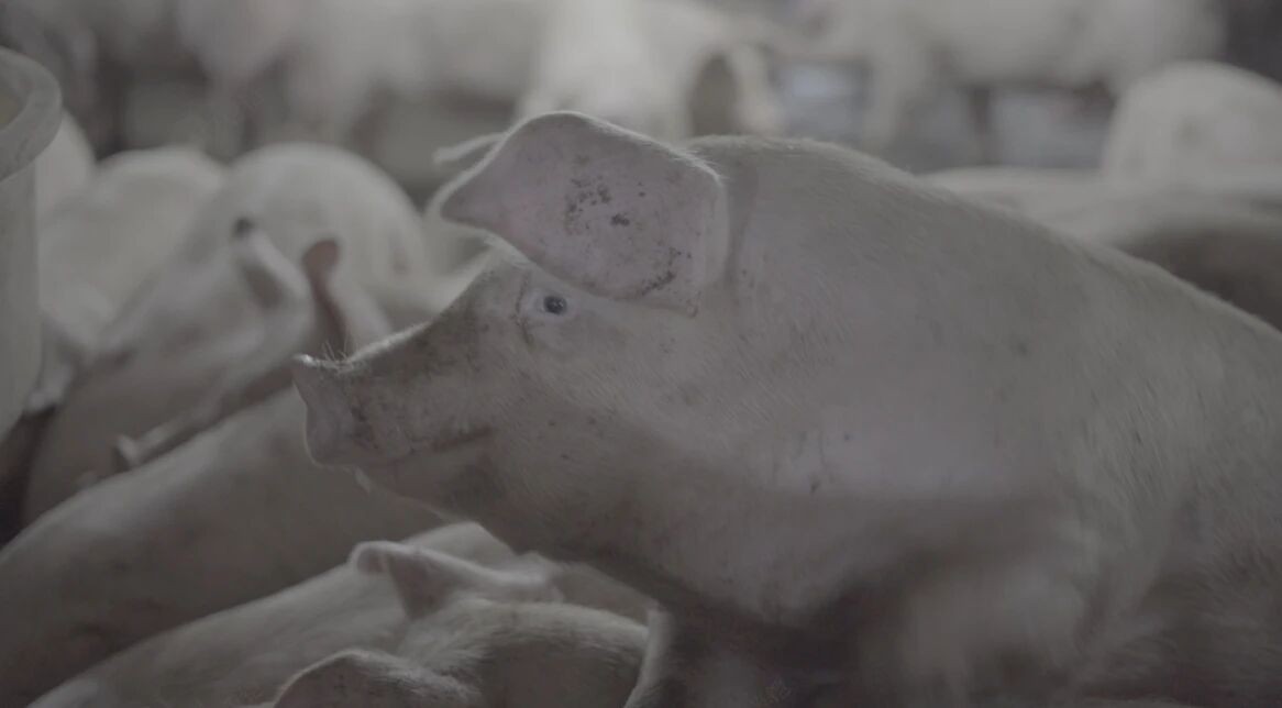 中国养猪网双胞胎共建栏目