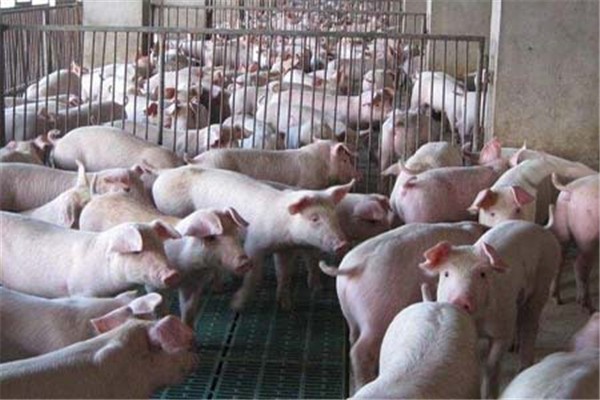 中国养猪网双胞胎共建栏目