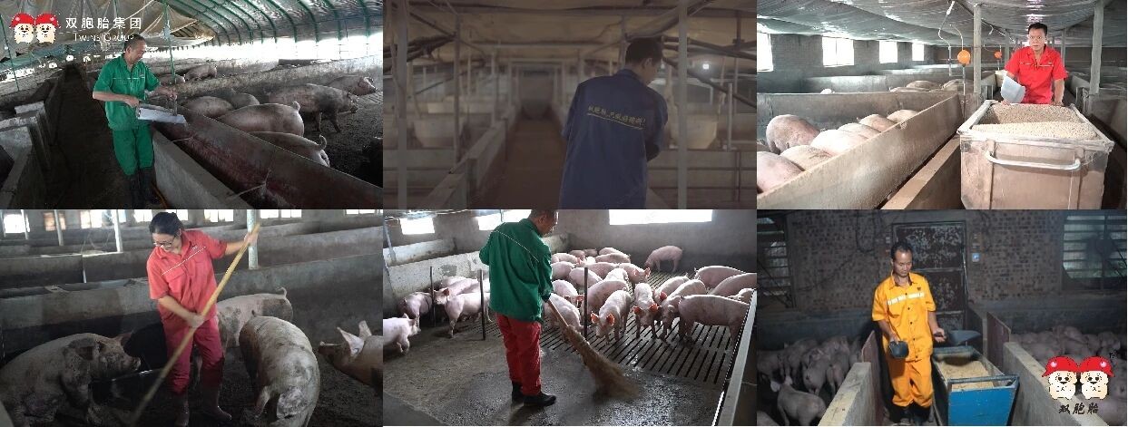 中国养猪网双胞胎共建栏目