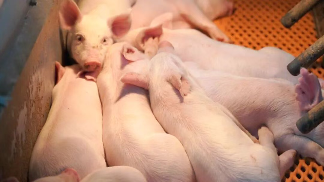 中国养猪网双胞胎共建栏目