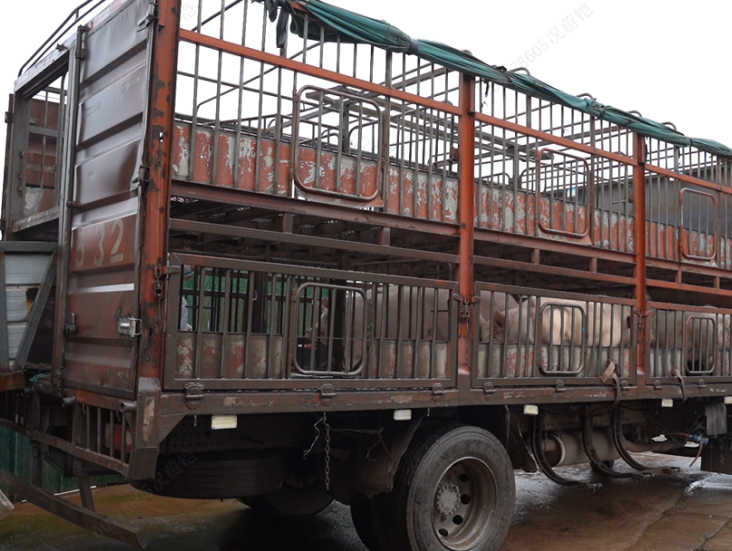 中国养猪网双胞胎共建栏目