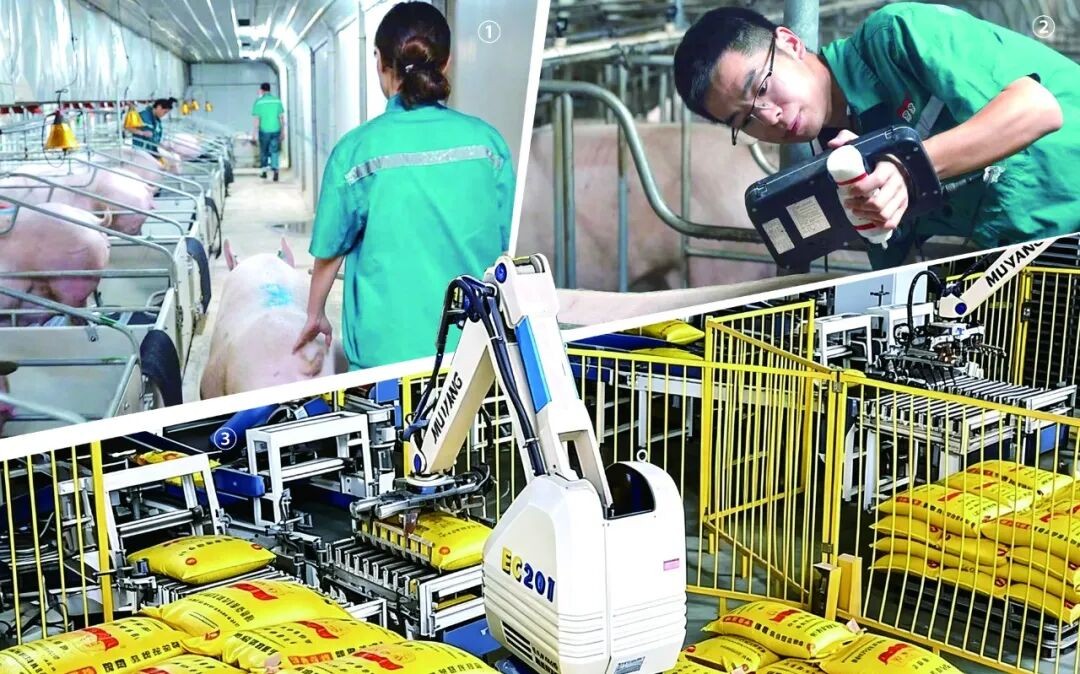 中国养猪网双胞胎共建栏目